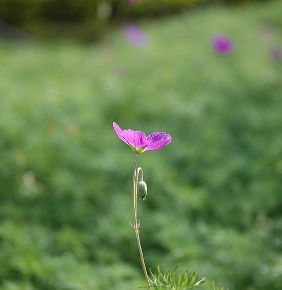 November Bloom - Beverly Hills, California 2005