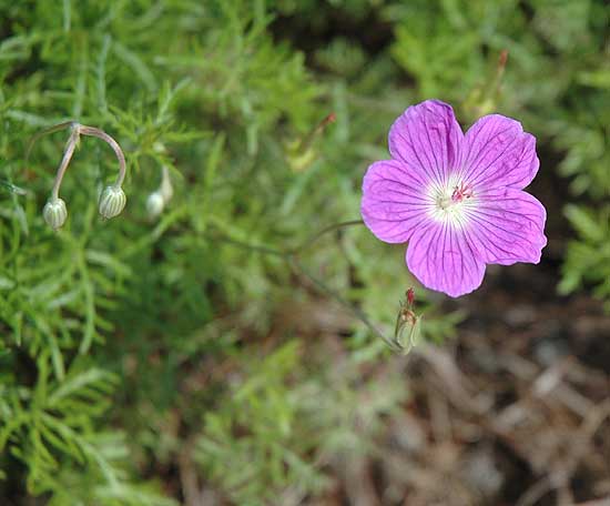 November Bloom - Beverly Hills, California 2005