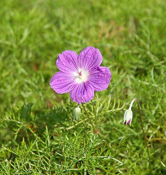 November Bloom - Beverly Hills, California 2005