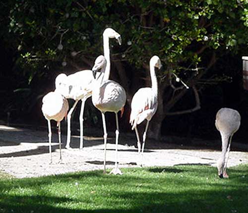Birds at the Playboy Mansion, Los Angeles 2006
