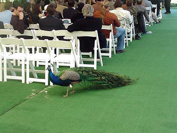 Birds at the Playboy Mansion, Los Angeles 2006