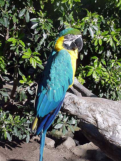 Birds at the Playboy Mansion, Los Angeles 2006