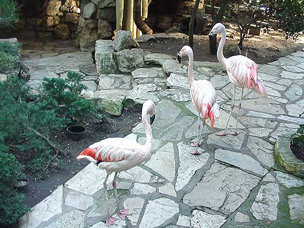 Birds at the Playboy Mansion, Los Angeles 2006