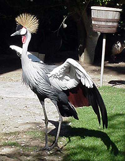 Birds at the Playboy Mansion, Los Angeles 2006