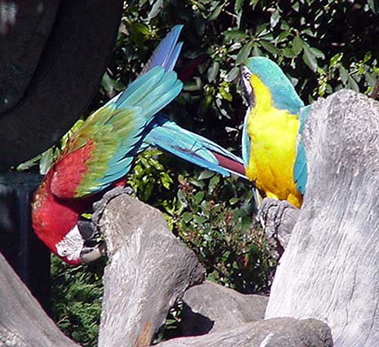 Birds at the Playboy Mansion, Los Angeles 2006