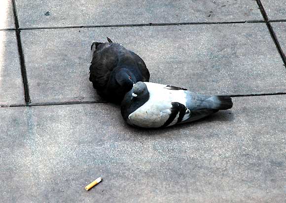 A dissolute pigeon is staring at you...