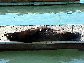 Los Angeles, a sea lion, asleep on the dock -