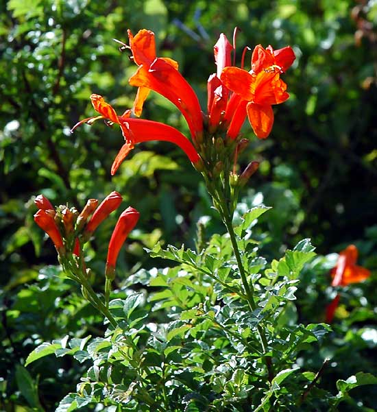 In bloom, Los Angeles, late November 2005