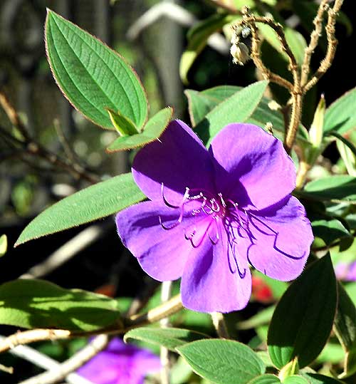 In bloom, Los Angeles, late November 2005