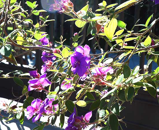 In bloom, Los Angeles, late November 2005