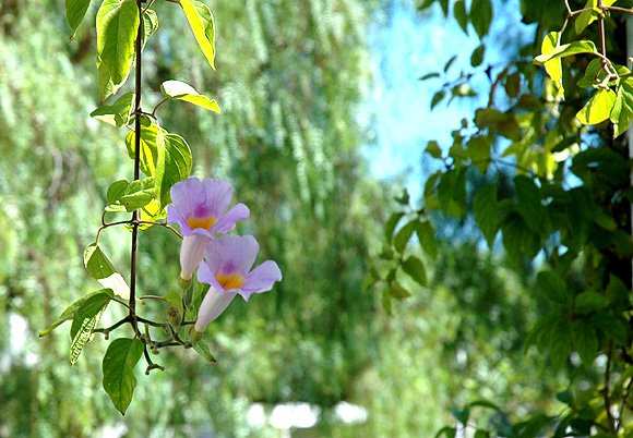 Purple Trumpets