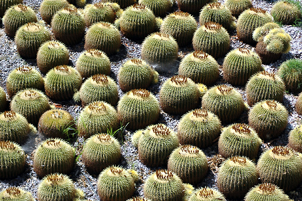 Cacti - in balls