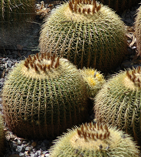 Cacti - in balls