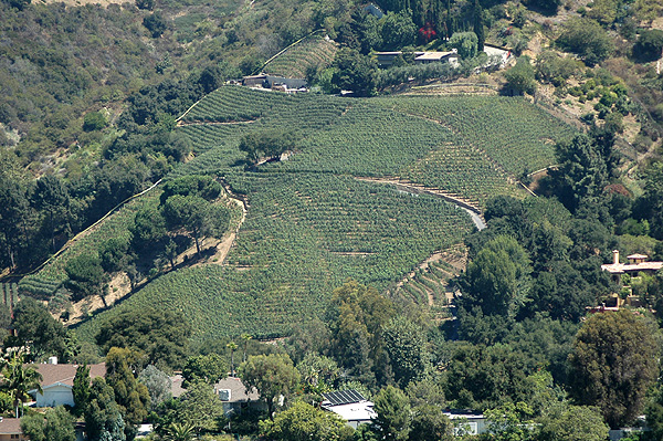 The only vineyard in Beverly Hills...