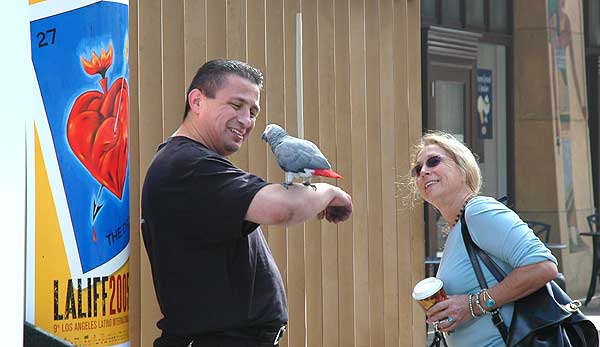 A local parrot on Hollywood Boulevard -