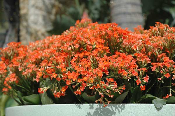 Flowers at the Kodak Theater (kalanchole flammea) 