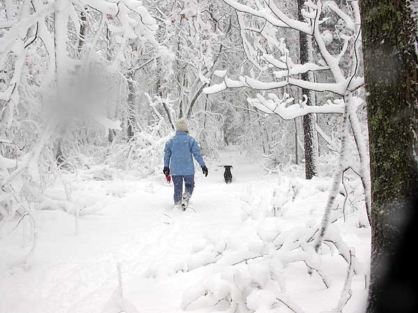 New Jersey Snow, 12 February 2006
