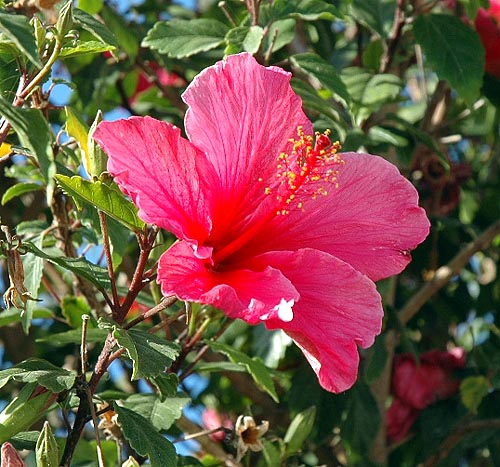 A nearby hibiscus...