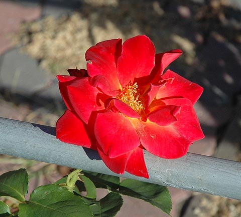 A rose at the Rose Café