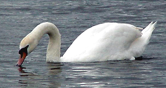 London Swan, Round Pond, Hyde Park, June 2000