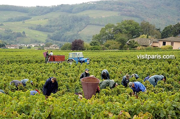 2005 harvest in the village of Fuissé