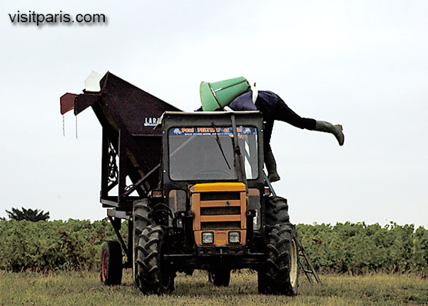 2005 harvest in the village of Fuissé