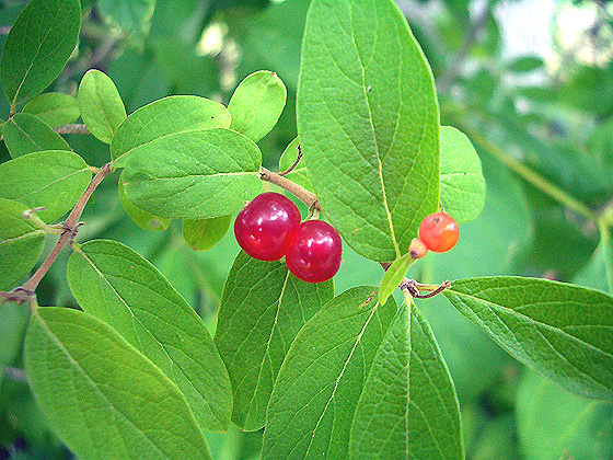 The Pocono Mountains: A Nature Shot (berries)