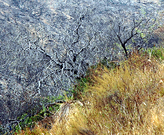 Nichols Canyon fire, August 9, 2005