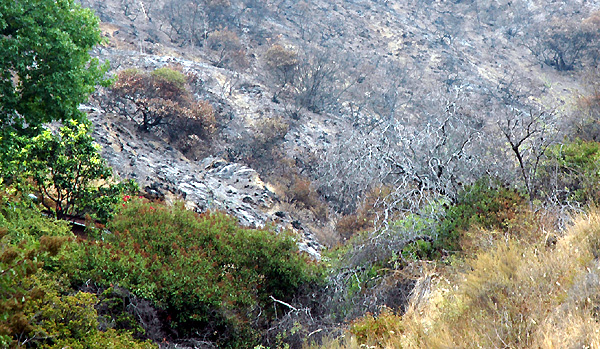 Nichols Canyon fire, August 9, 2005