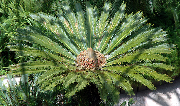 The Page Museum Atrium - Palms in Bloom 