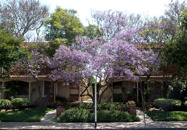 The neighborhood jacaranda tree