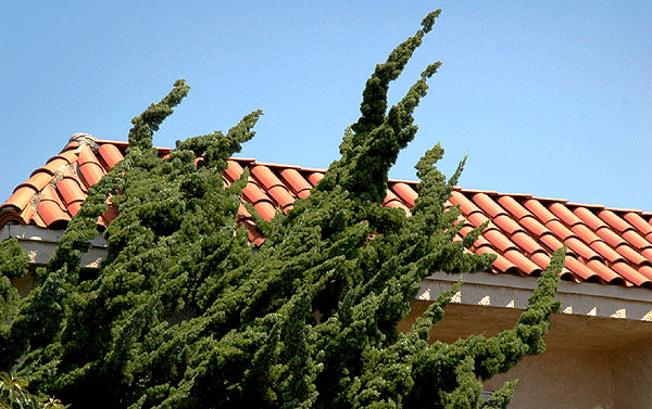 Tile roofs everywhere -