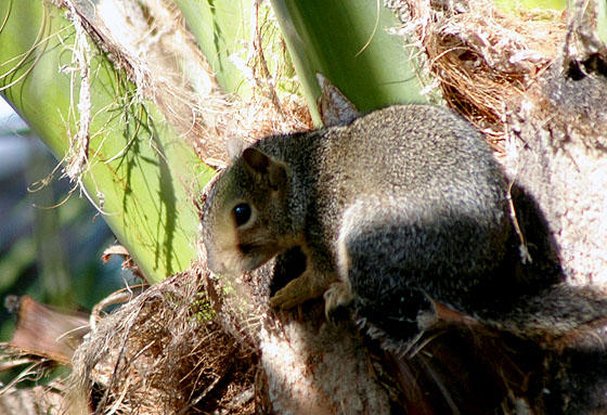 Squirrel in Palm Tree