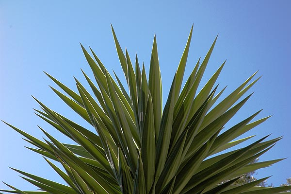 A yucca imitating fireworks ...