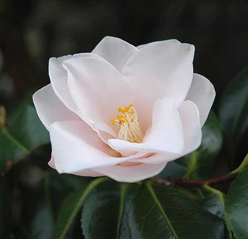 In bloom in Hollywood, February 2, 2006  